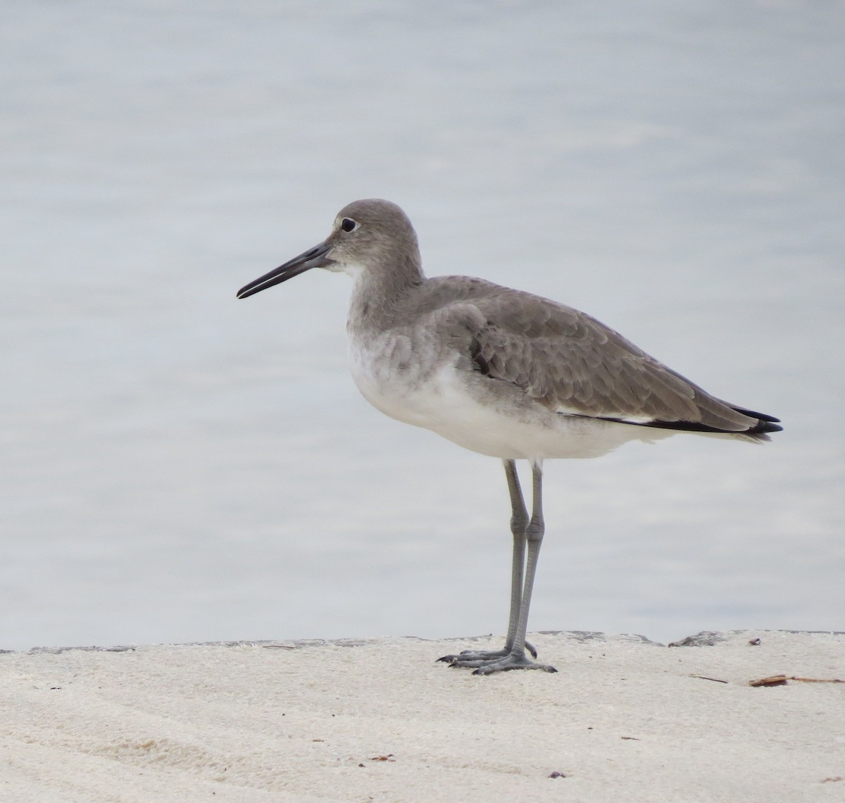 Willet - ML644279214