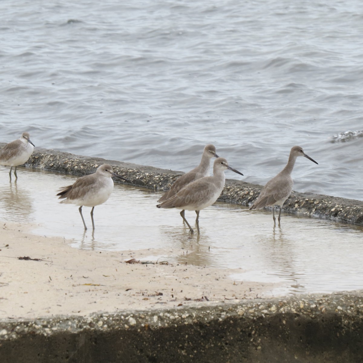 Willet - ML644279215