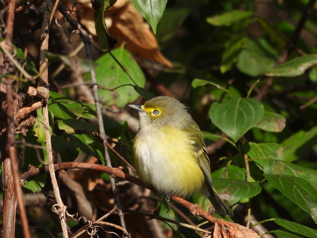 White-eyed Vireo - ML644279216