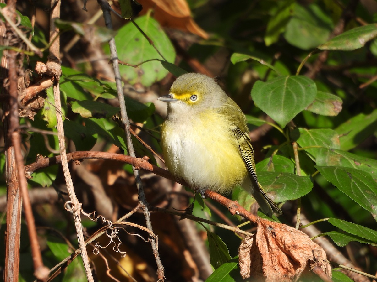 White-eyed Vireo - ML644279217