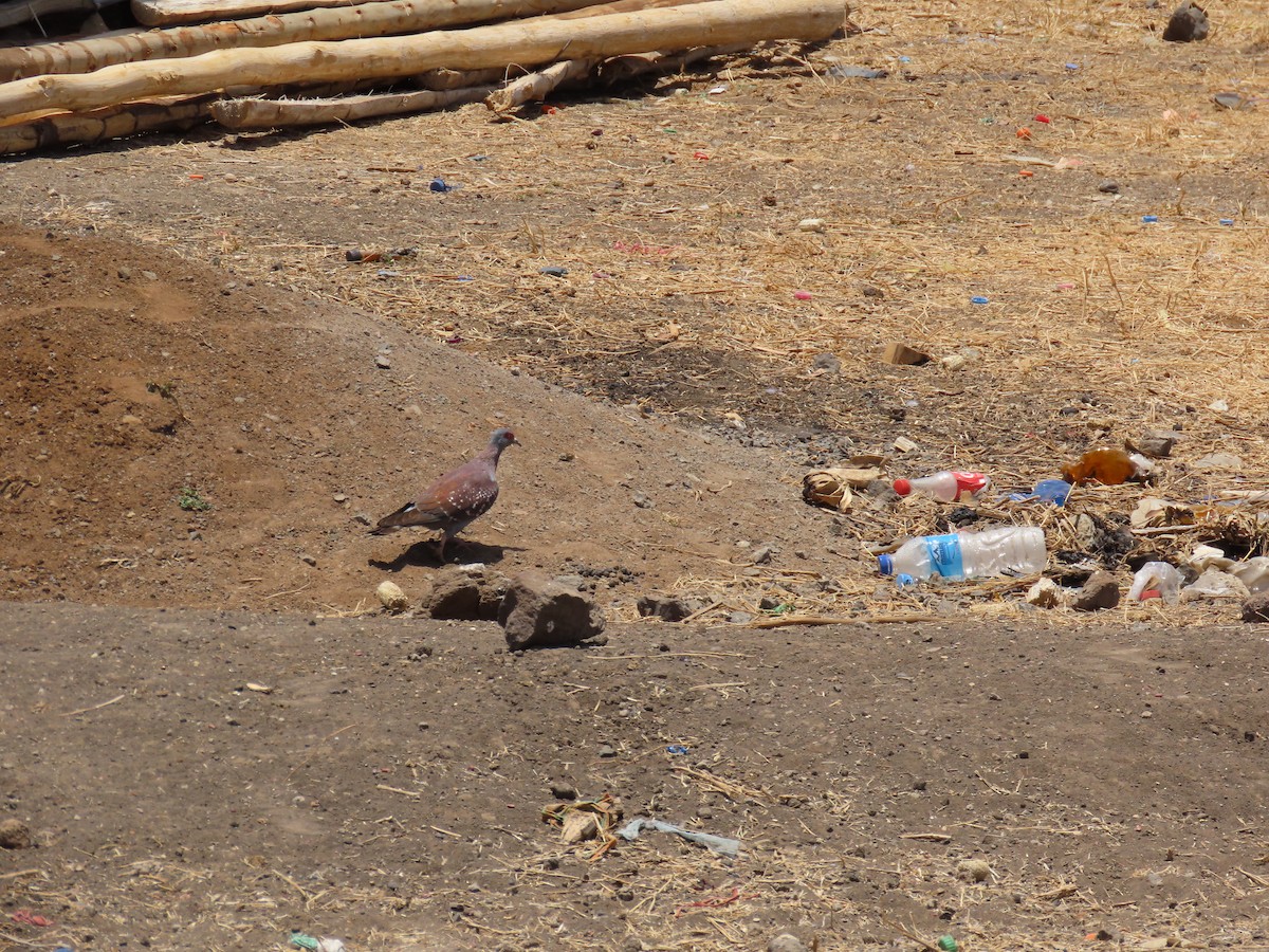 Крапчатый голубь - ML644279235