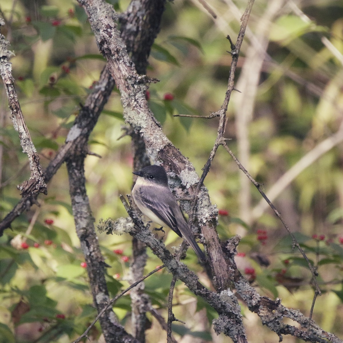 Mosquero Fibí - ML644279247