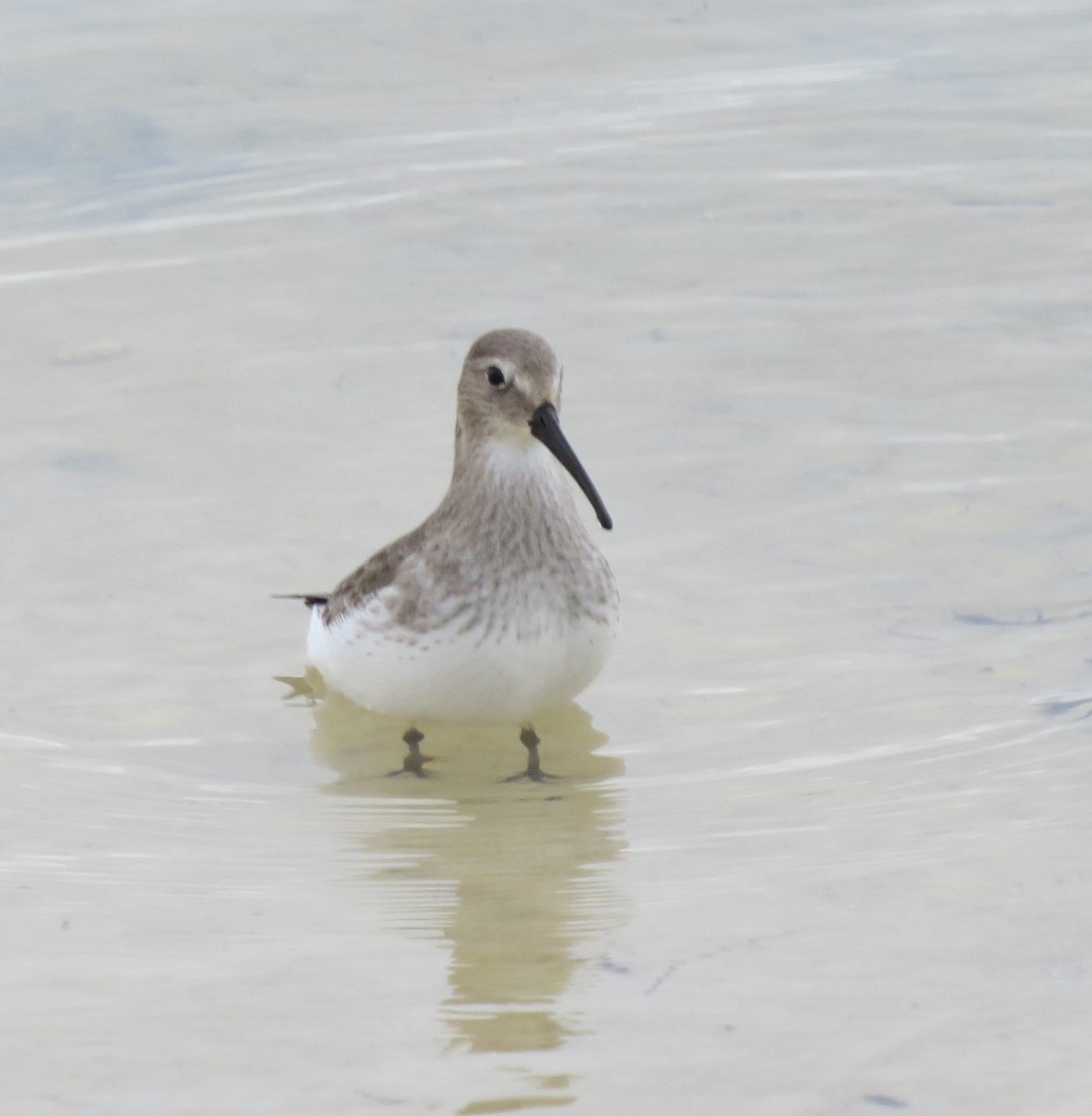 Dunlin - ML644279261