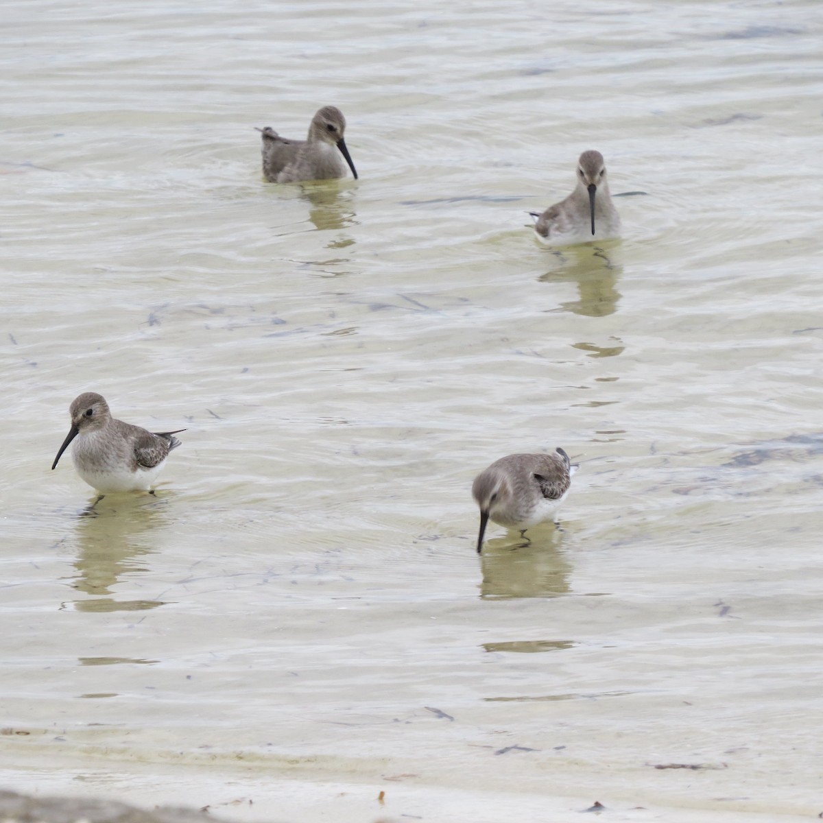 Dunlin - ML644279262