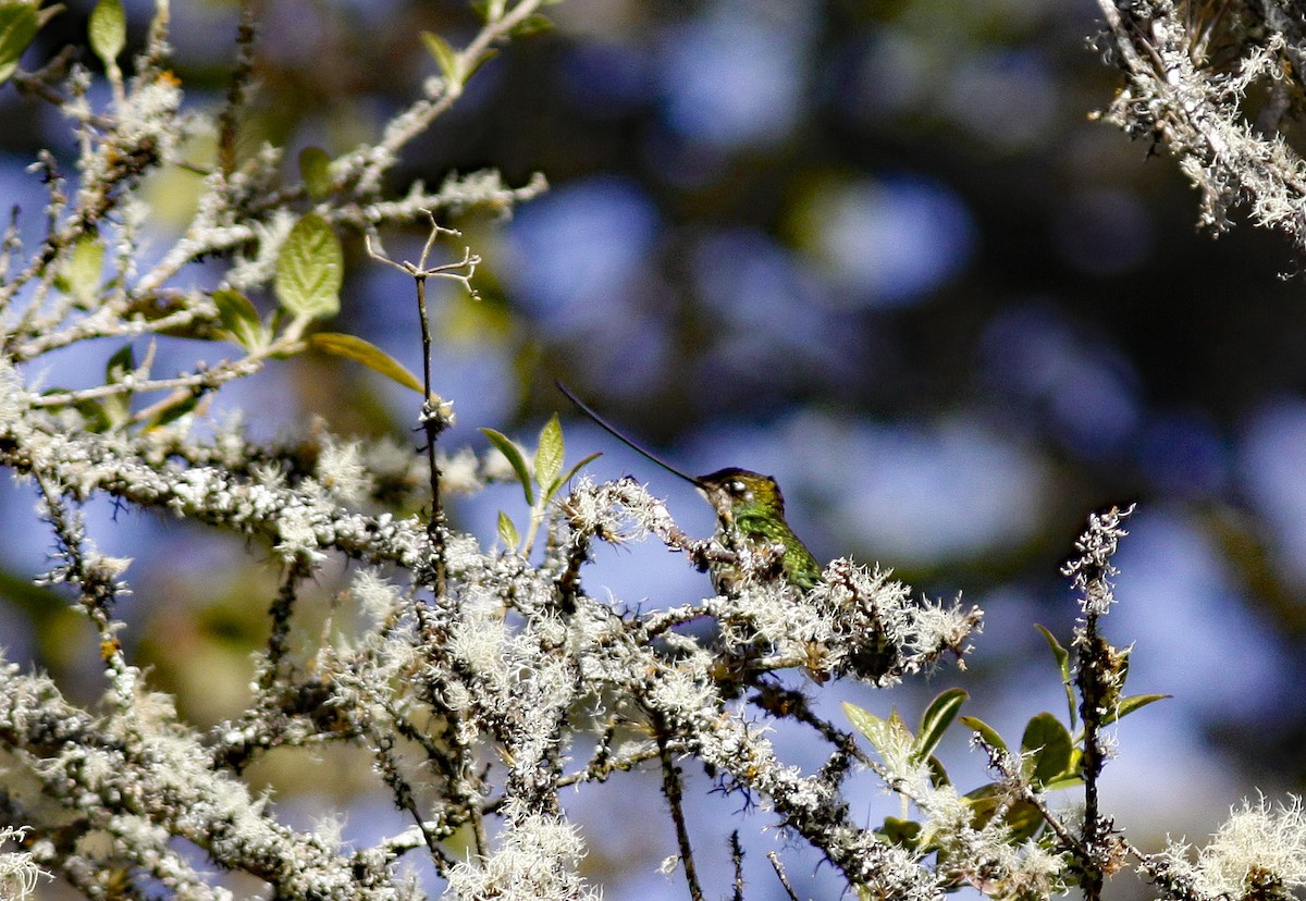 Sword-billed Hummingbird - ML644279266