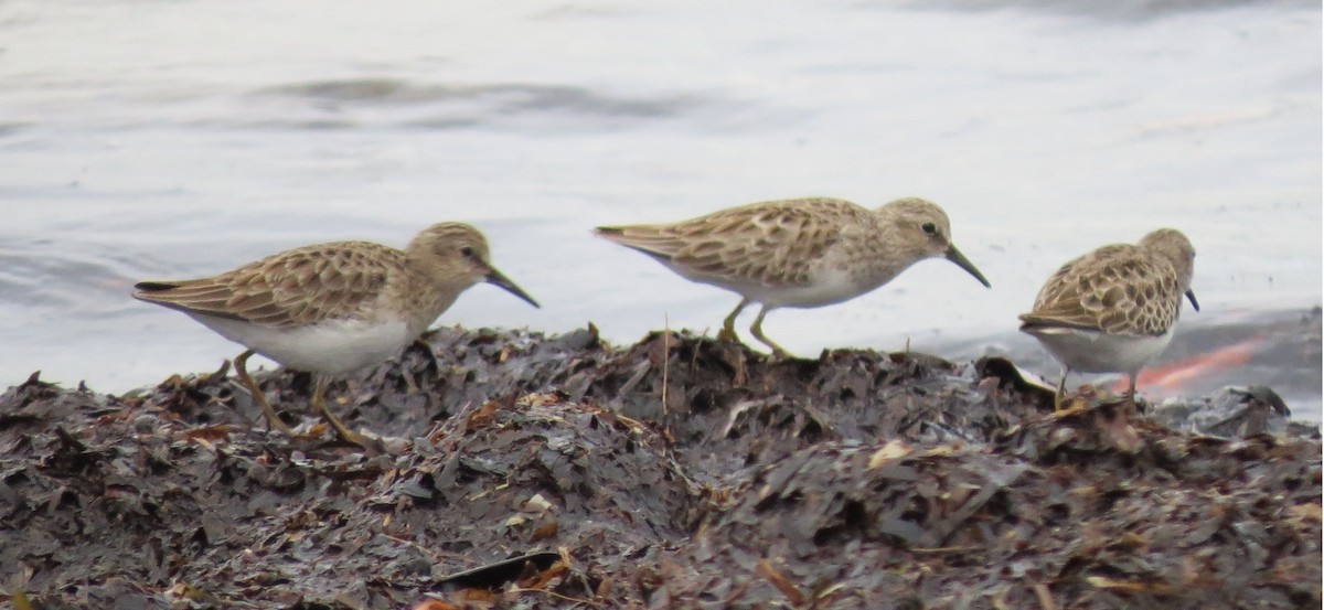 Least Sandpiper - ML644279272