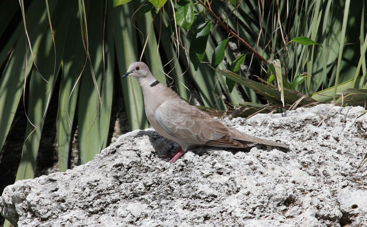 תור צווארון - ML644279277