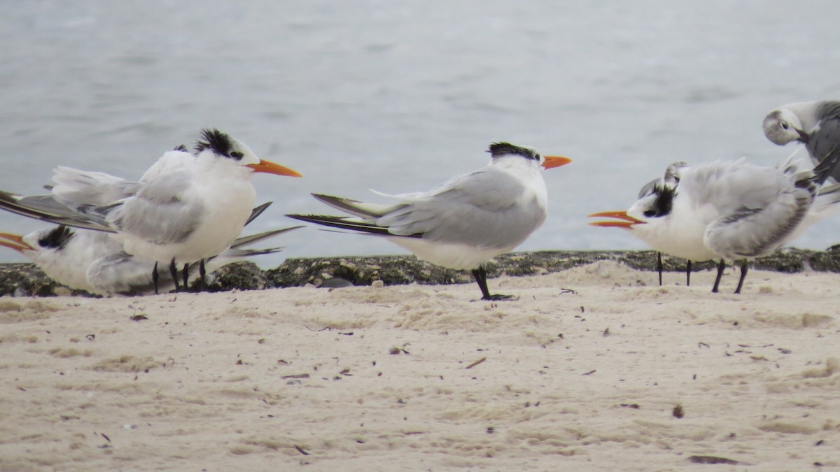 Royal Tern - ML644279285