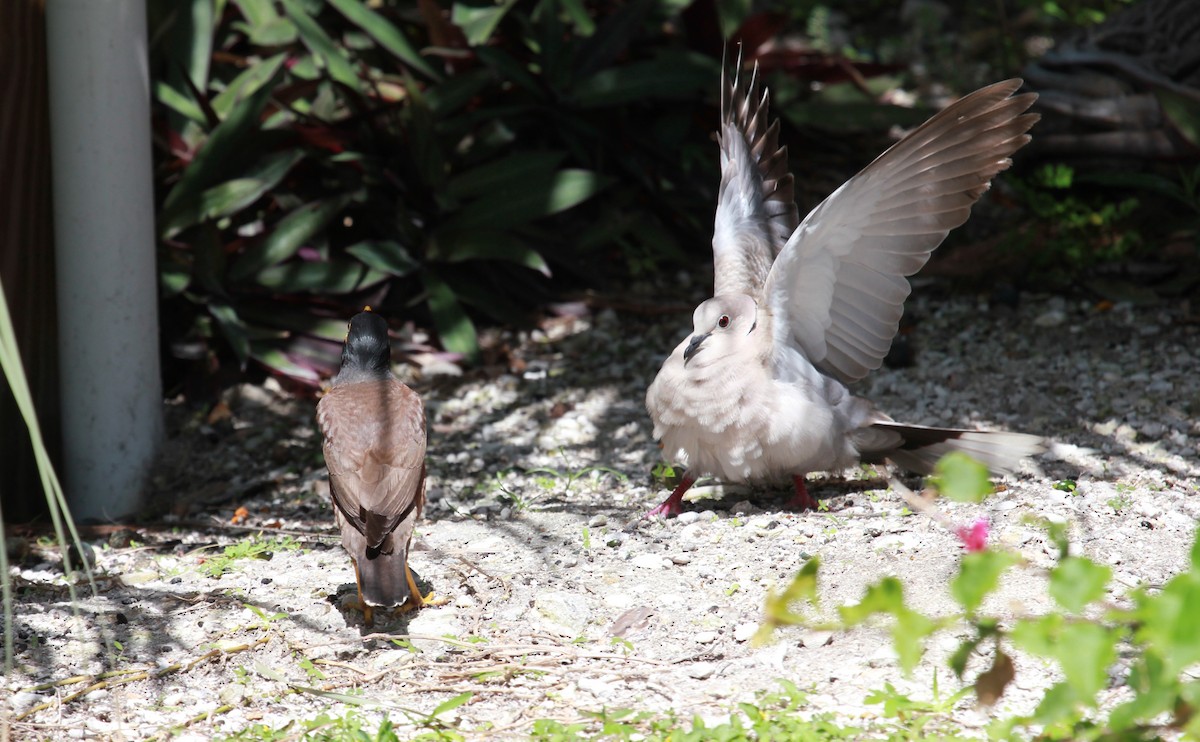 תור צווארון - ML644279287