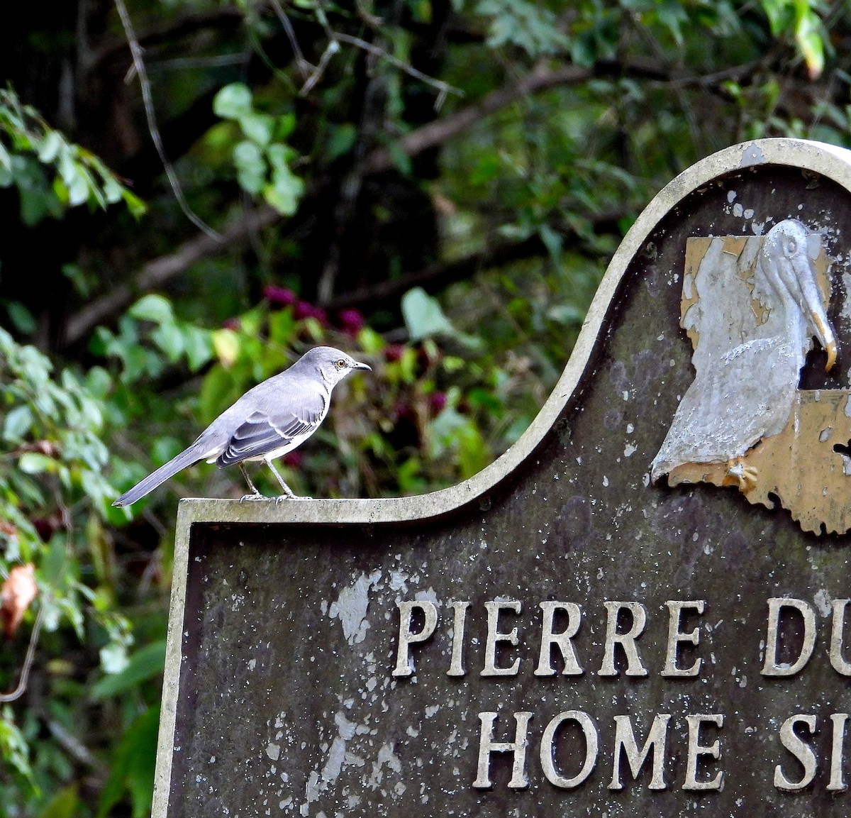 Northern Mockingbird - ML644279289