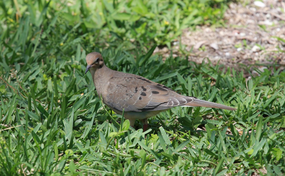 תורית אמריקנית - ML644279296