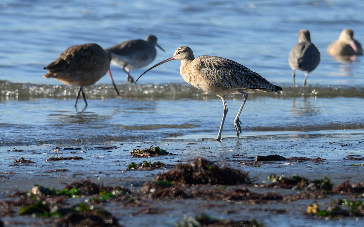 Long-billed Curlew - ML644279297