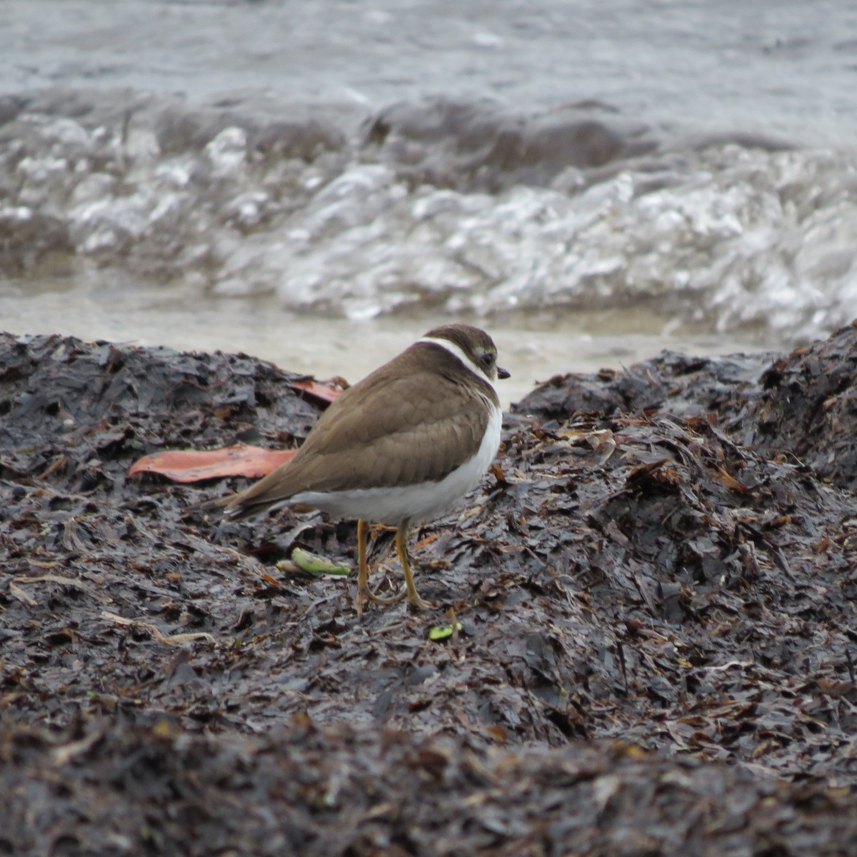 Semipalmated Plover - ML644279305