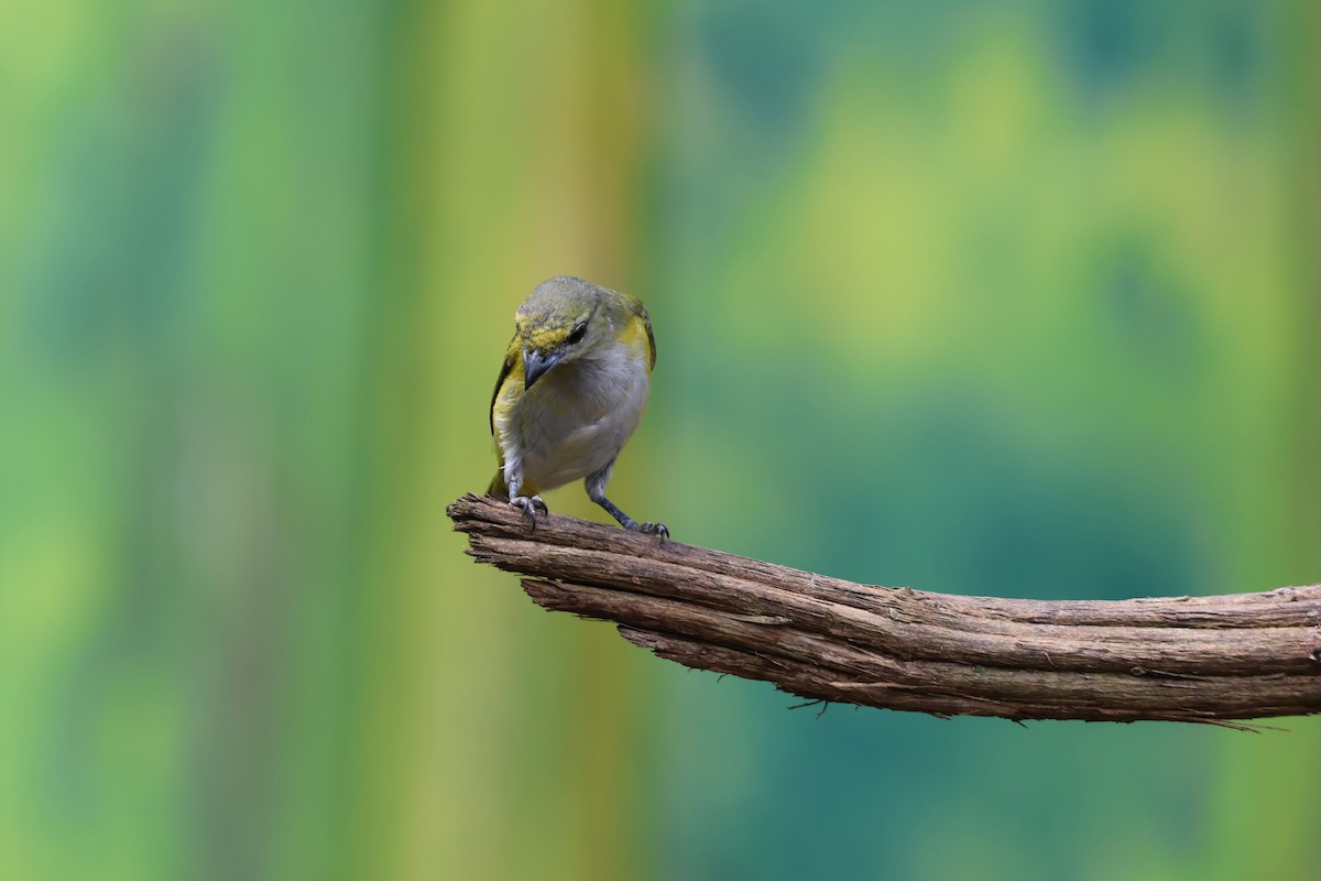 Golden-bellied Euphonia - ML644279306