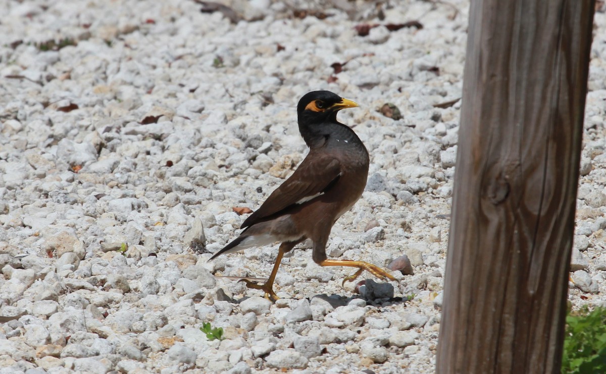 מיינה מצויה - ML644279317