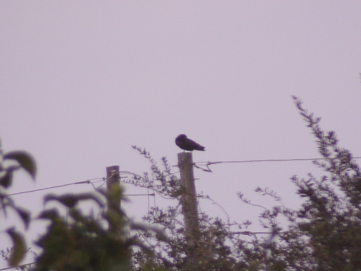 Black Vulture - ML644279318