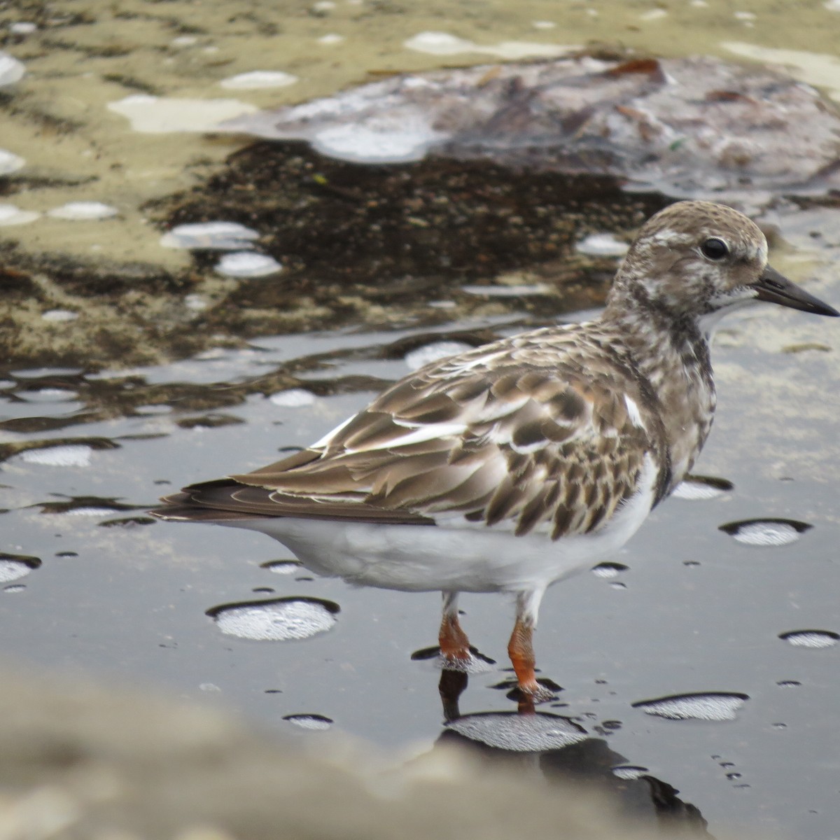 Ruddy Turnstone - ML644279321