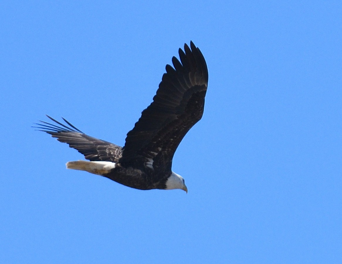 עיטם לבן-ראש - ML644279324