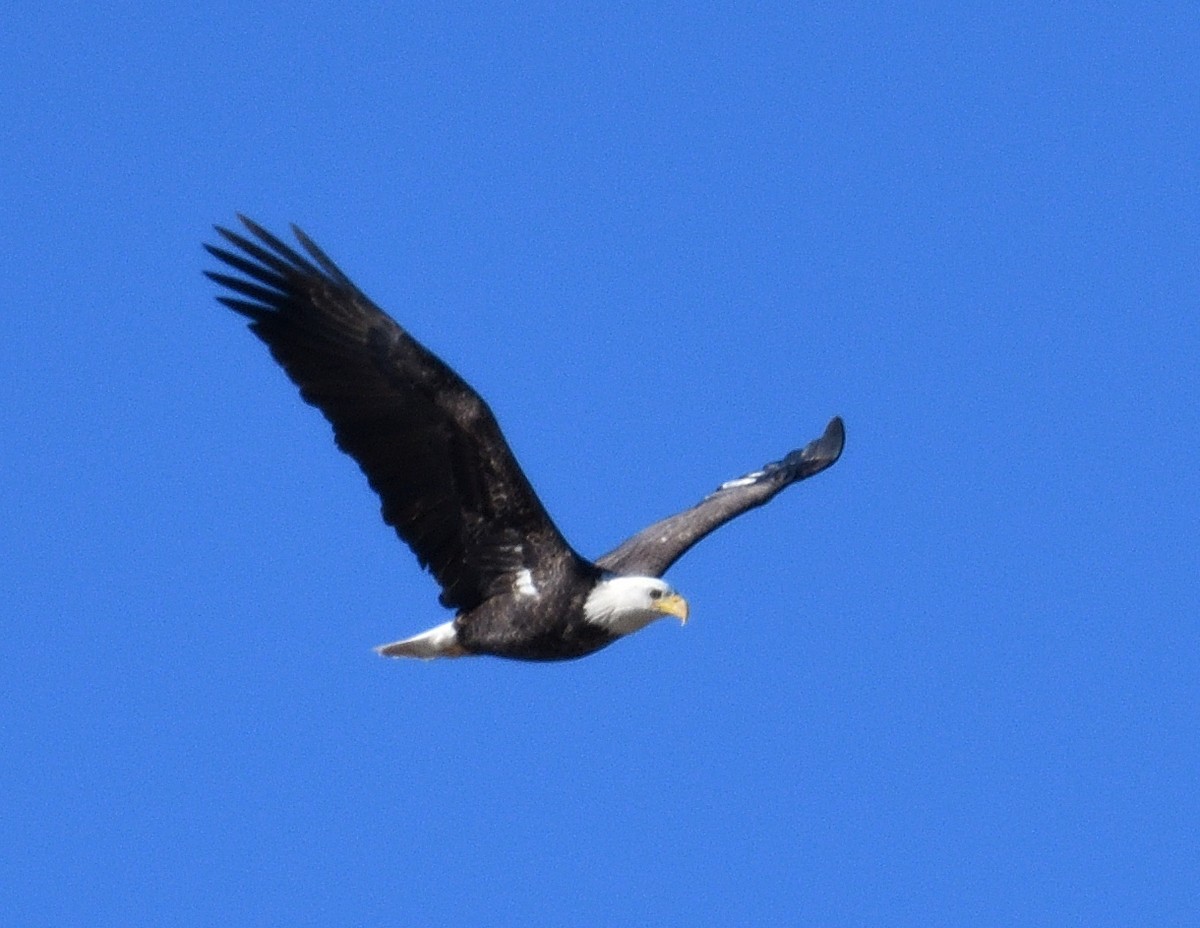 עיטם לבן-ראש - ML644279327