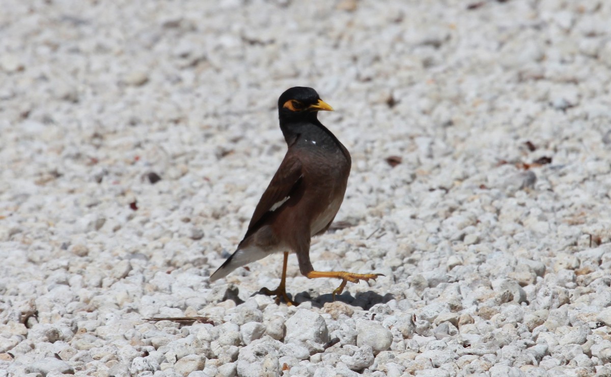 מיינה מצויה - ML644279330