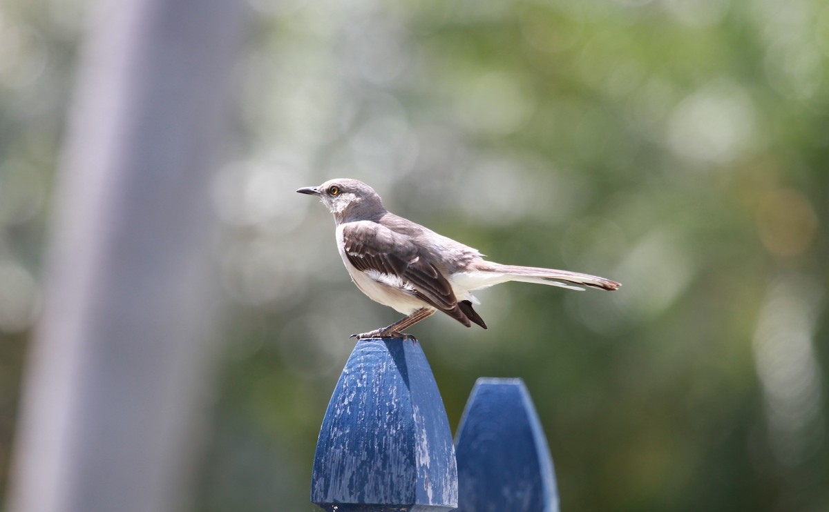 Northern Mockingbird - ML644279341