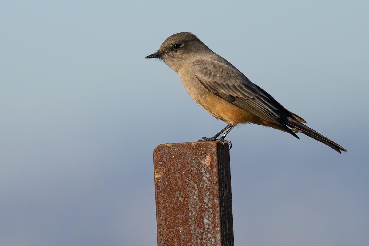 Zimtbauch-Phoebetyrann - ML644279342