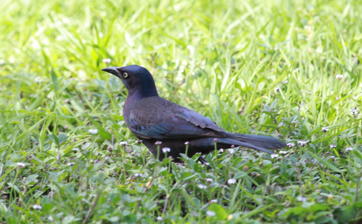 Common Grackle - ML644279345