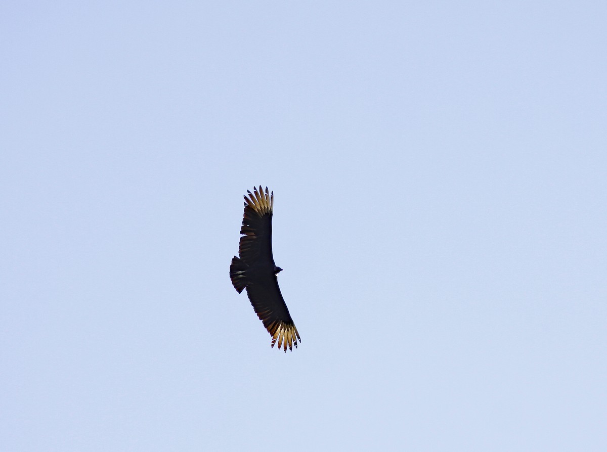 Black Vulture - ML644279350
