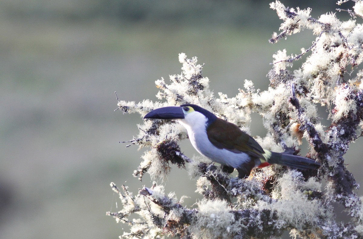 Black-billed Mountain-Toucan - ML644279353