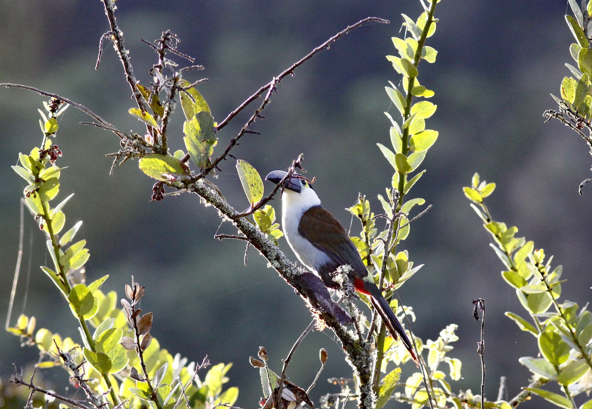Black-billed Mountain-Toucan - ML644279354