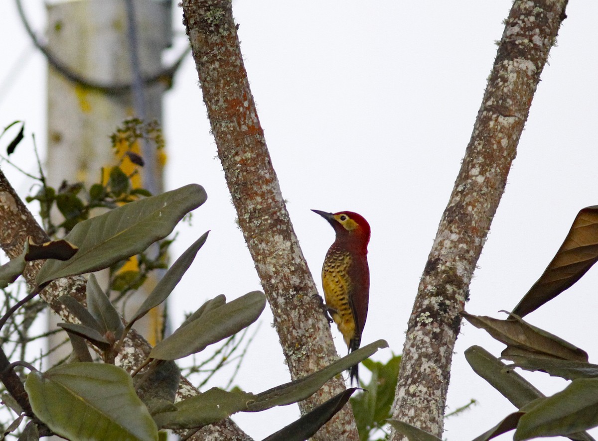 Дятел-смугань червонокрилий [група rivolii] - ML644279359
