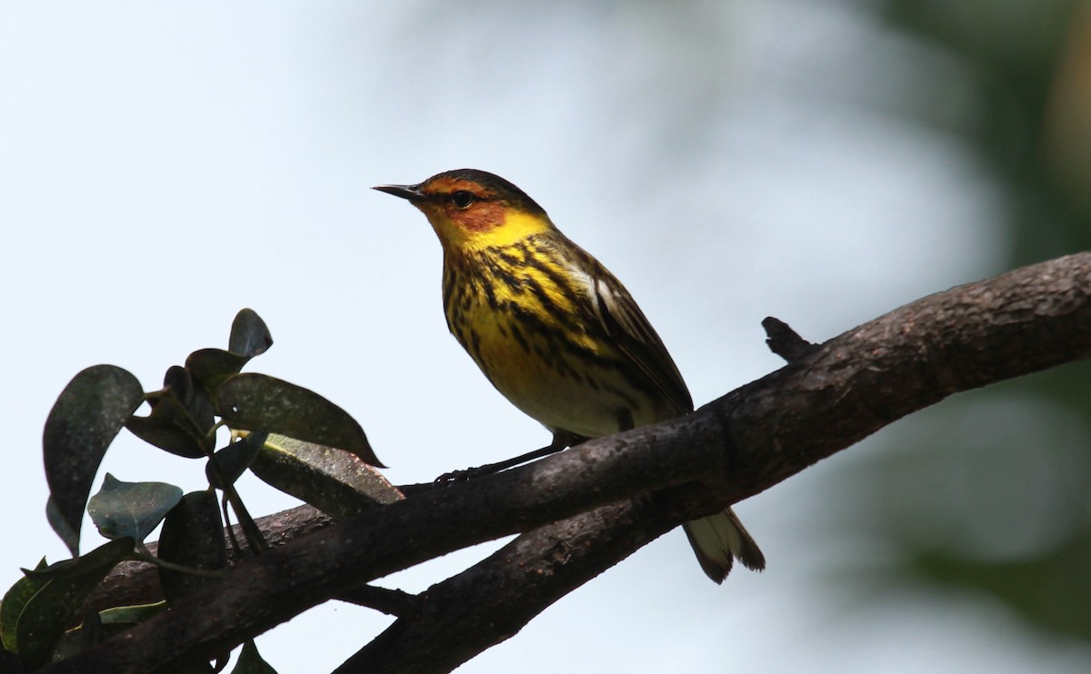 Kaplan Ötleğeni - ML644279360