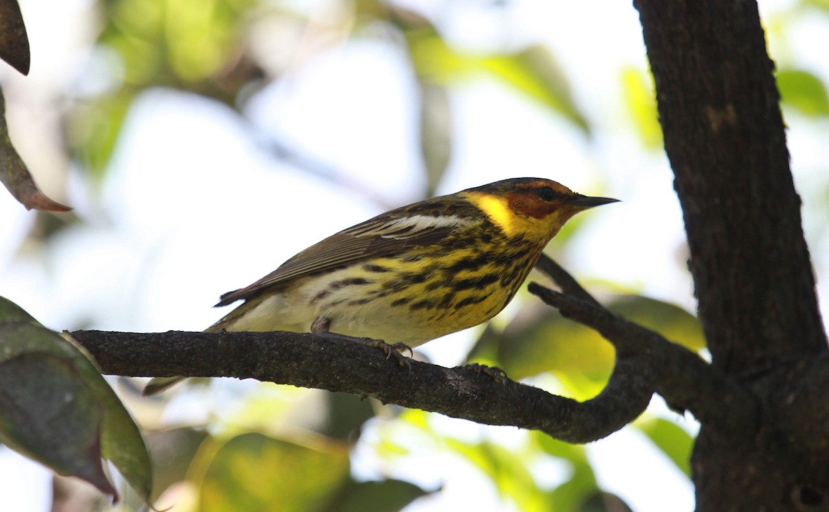 Kaplan Ötleğeni - ML644279362