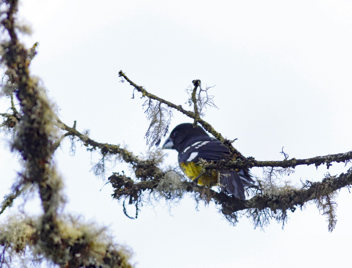 Black-backed Grosbeak (Yellow-rumped) - ML644279363