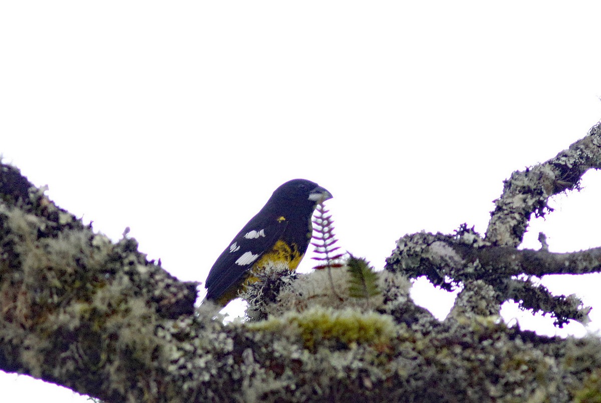 Black-backed Grosbeak (Yellow-rumped) - ML644279364