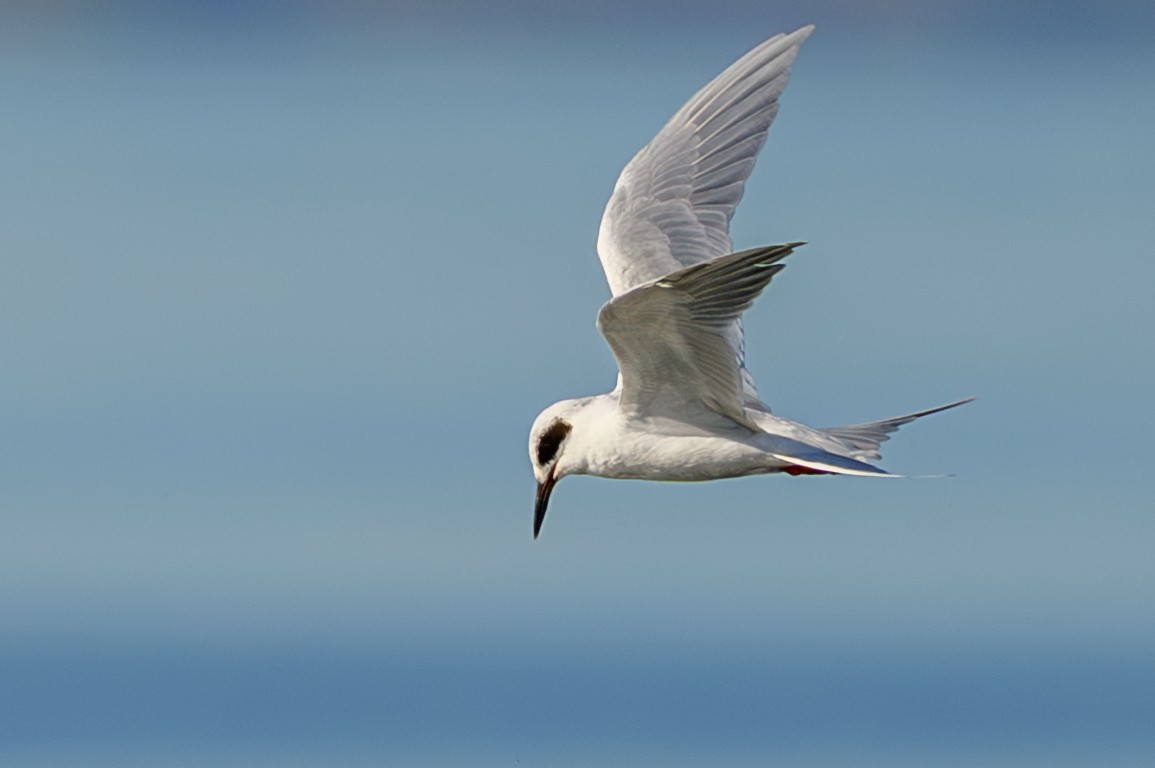 Крячок неоарктичний - ML644279368