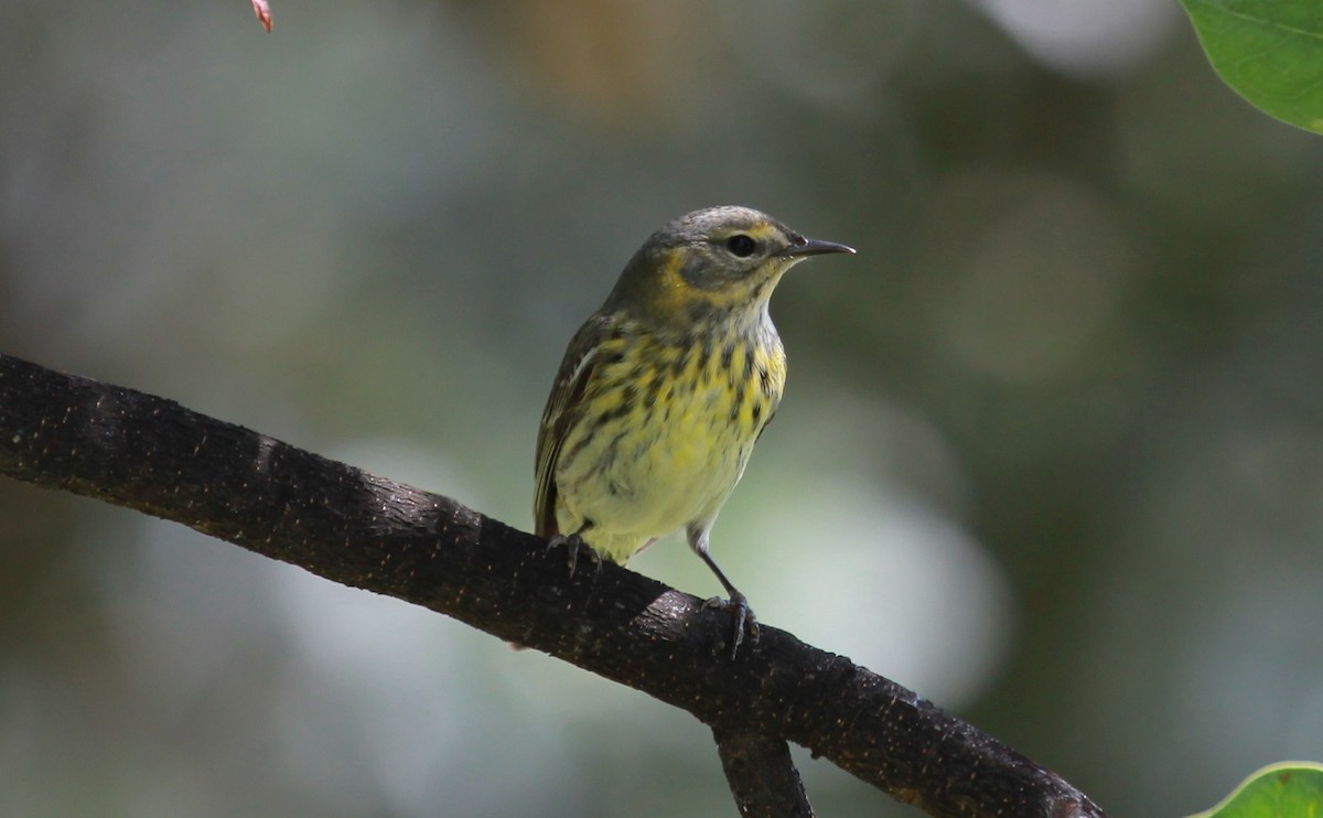 Cape May Warbler - ML644279371