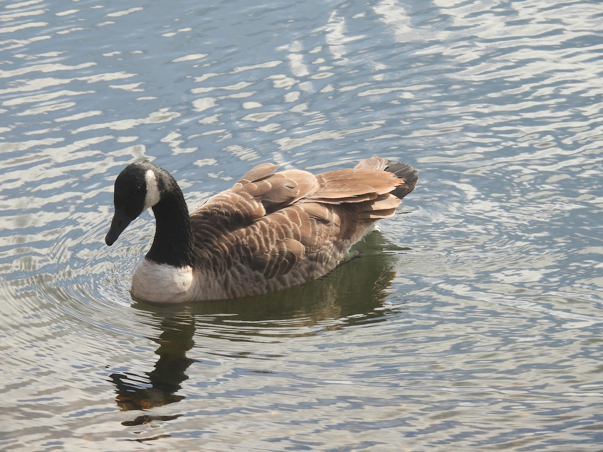 Branta kanadar handia - ML644279372