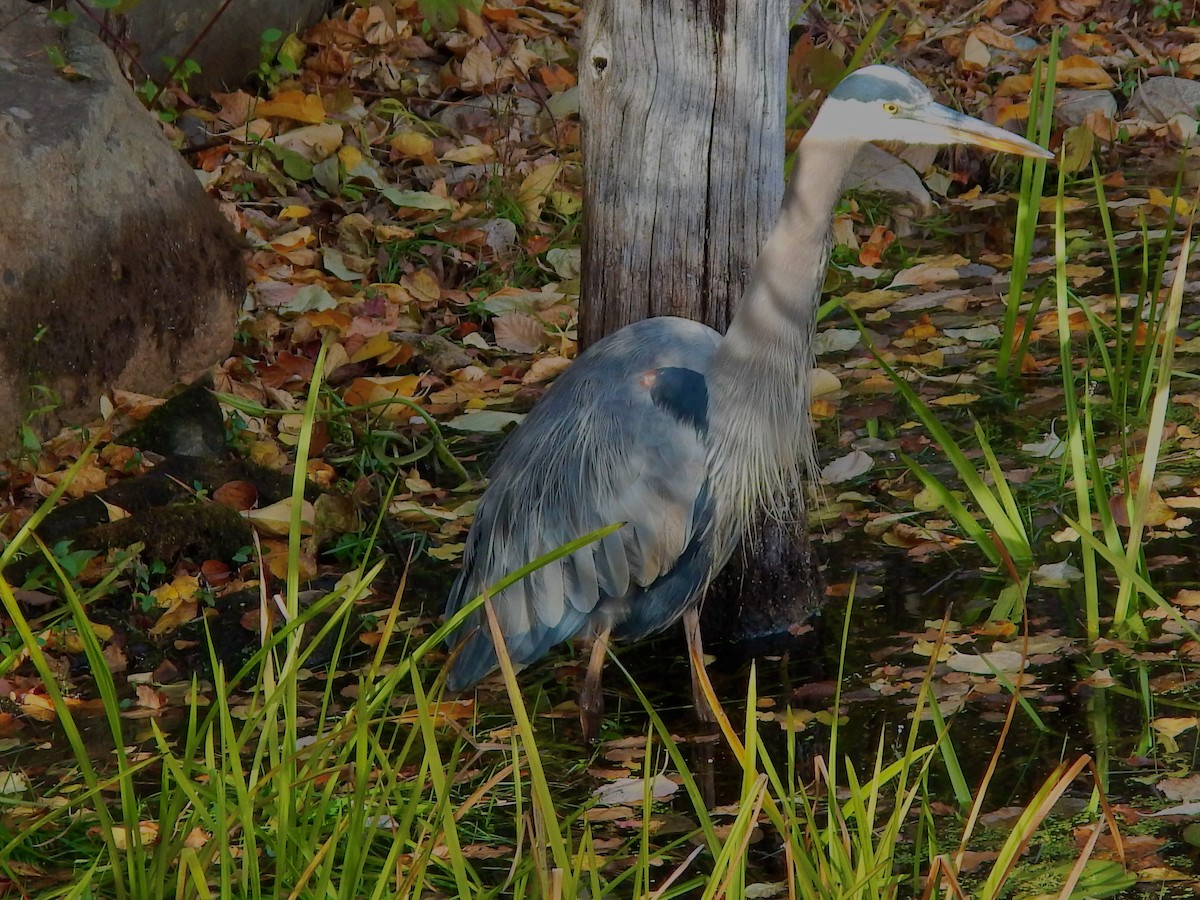 Great Blue Heron (Great Blue) - ML644279373