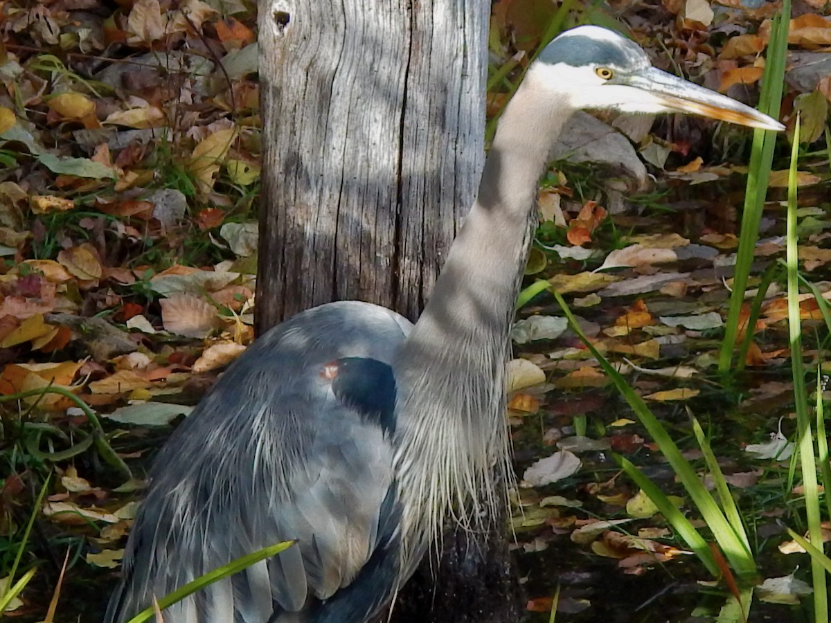 Great Blue Heron (Great Blue) - ML644279374