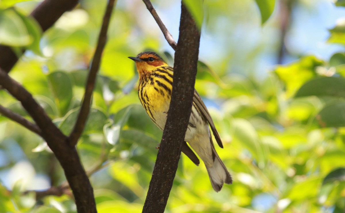 Cape May Warbler - ML644279384