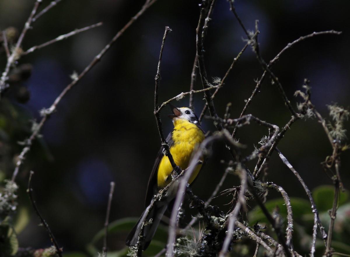 Golden-fronted Redstart (Yellow-fronted) - ML644279387
