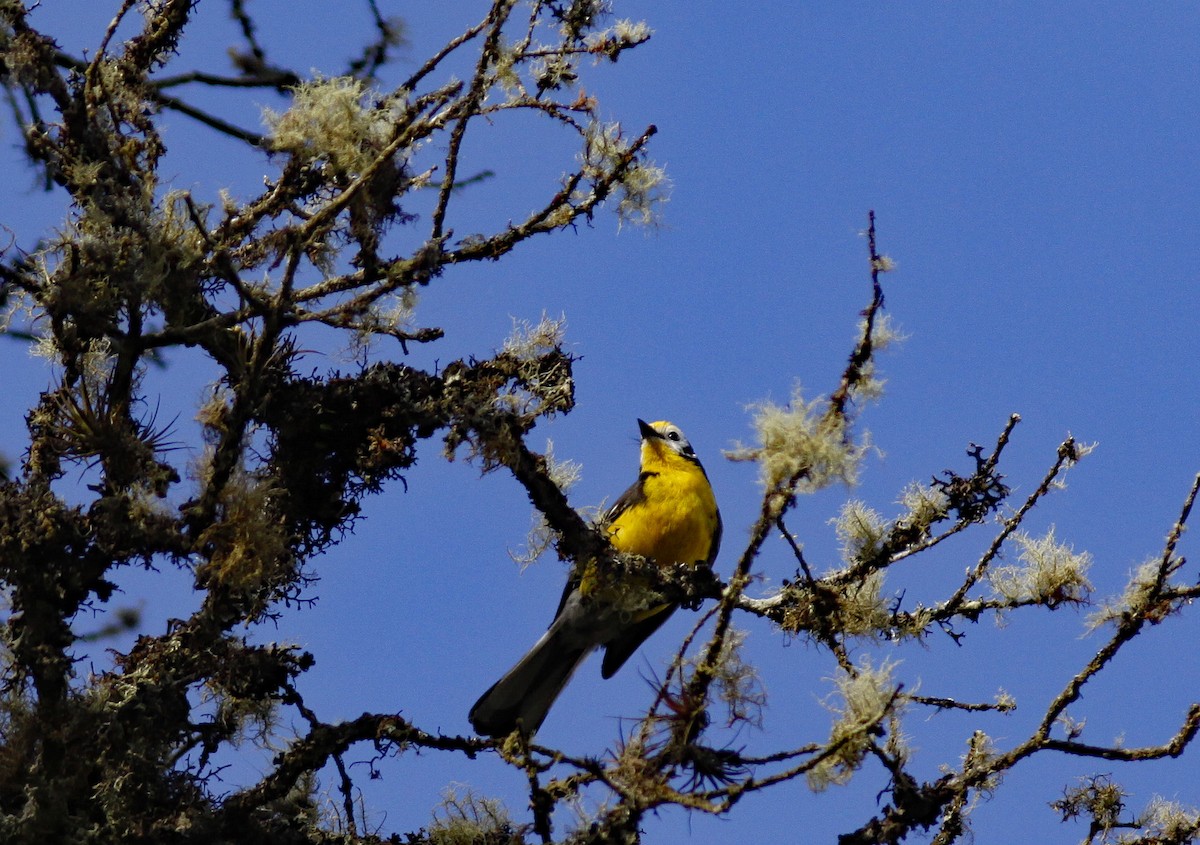Golden-fronted Redstart (Yellow-fronted) - ML644279388