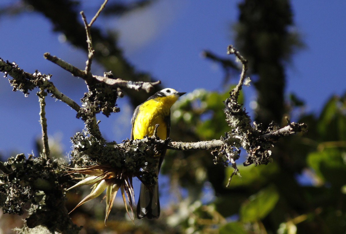 Golden-fronted Redstart (Yellow-fronted) - ML644279389