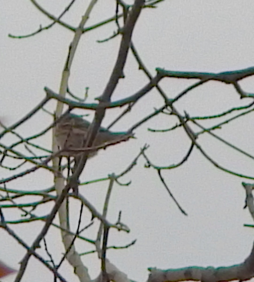 Pine Siskin - ML644279390