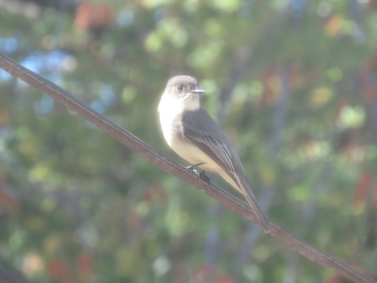 Eastern Phoebe - ML644279392