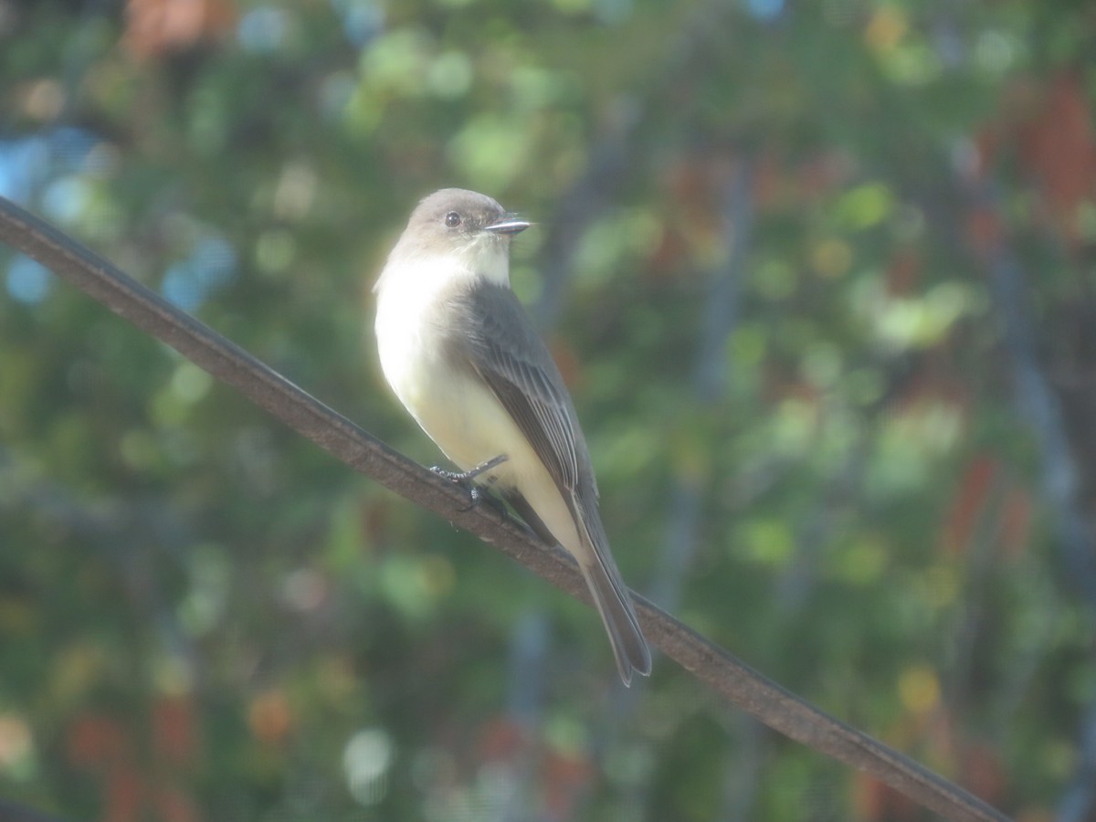 Eastern Phoebe - ML644279394
