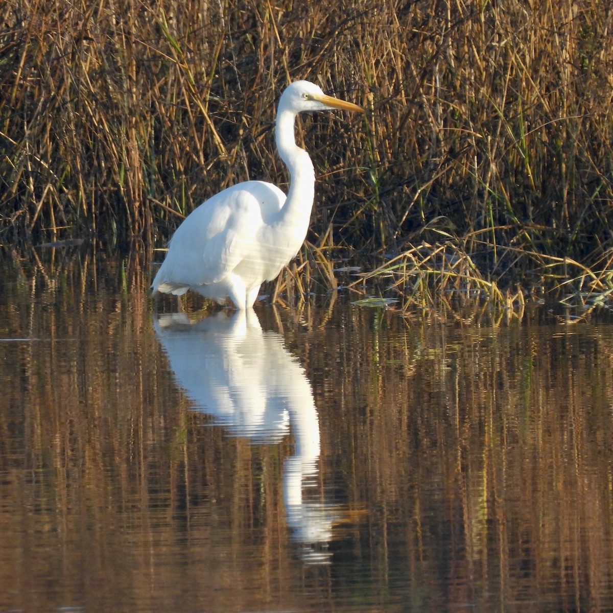 Koartza zuria - ML644279395