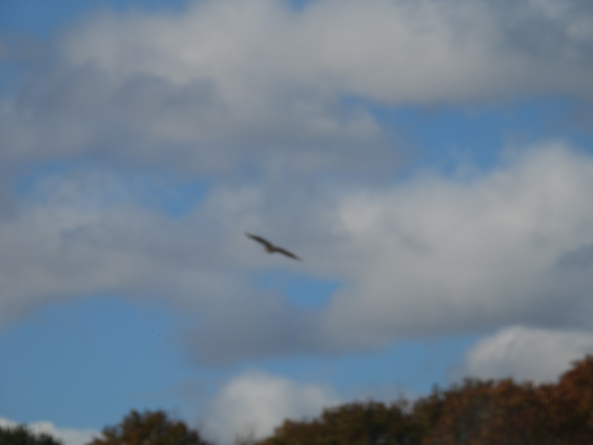 Accipitridae sp. (zapelatz itxurakoa) - ML644279396