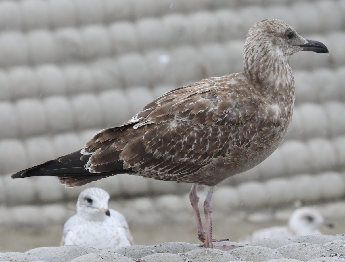 Kaio hauskara amerikarra - ML644279397